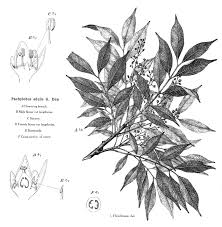 Image result for Pachylobus edulis