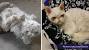Matted Cat Hair Removal Cream