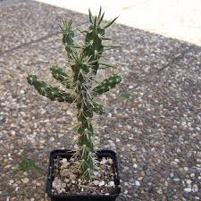 Image result for Opuntia imbricata