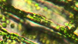 The department has strong programs in basic plant cell biology, responses of plants to environmental stresses, plant ecology, genetics, genomics, and evolution. Microscope View Of Plant Cells Youtube