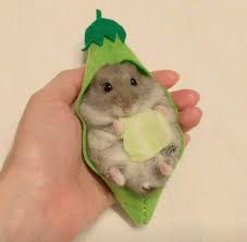 Funniest guy has been dethroned! 500 Hamsters Ideas In 2021 Cute Hamsters Funny Hamsters Baby Hamster