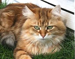 Bildergebnis für braune katze