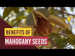 Mahogany trees begin to flower and fruit annually when they are. Benefits Of Mahogany Seeds Sky Fruits à¤• à¤…à¤¨ à¤• à¤« à¤¯à¤¦ à¤œ à¤¨ à¤• à¤‰à¤¡ à¤œ à¤¯ à¤— à¤¹ à¤¶ Mahogany Farm In India Youtube