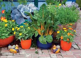 This list of edible flowers all have practical benefits for your vegetables and fruits, whether as companion plants, providing nutrients for the soil this is a list of the best edible flowers for your vegetable garden. Wise Pairings Mother Earth News