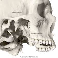 Entry To The Pterygopalatine Fossa Dental Anatomy Medical Anatomy Skull Anatomy