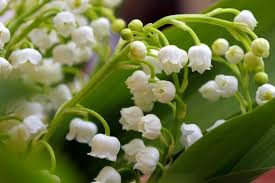 Retrouvez tous vos amis dans votre carnet d'adresses. Pourquoi S Offre T On Du Muguet Le 1er Mai 1jour1actu