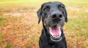 Labrador Retriever Mixes 51 Lab Crossbreeds With Pictures