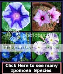 Image result for Ipomoea albivenia