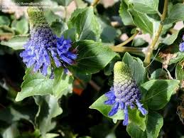 Image result for Pycnostachys parvifolia