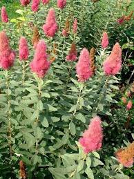 Image result for Spiraea billardii
