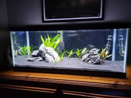 How Many Ember Tetras In This 5 Gallon Tank? : R/Aquariums