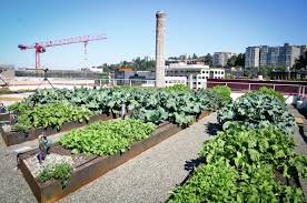 projects backyard farming urban farming urban garden