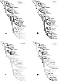 Image result for Digitaria gymnostachys