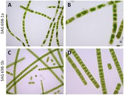 Labelled diagram of spirogyra under microscope. Frontiers Characterization Of Two Zygnema Strains Zygnema Circumcarinatum Sag 698 1a And Sag 698 1b And A Rapid Method To Estimate Nuclear Genome Size Of Zygnematophycean Green Algae Plant Science