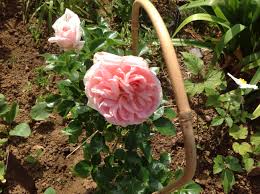 29 08 17 Rosier La Fontaine Aux Perles Rosier Perle Jardins