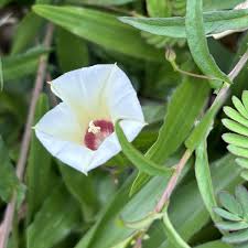 Image result for Xenostegia tridentata