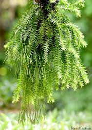 Image result for Huperzia phlegmaria