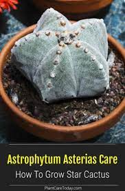 Did you scroll all this way to get facts about cactus with flowers? Astrophytum Asterias Care How To Grow Star Cactus Cactus Yellow Flowers Small Plants
