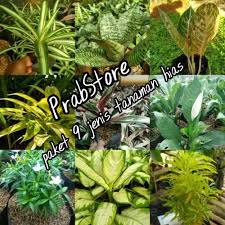 Sehingga willow sangat baik untuk dijadikan pagar. Jual Paket Tanaman Hias Pagar Paket 9 Jenis Tanaman Hias Kab Bogor Prabstore Tokopedia