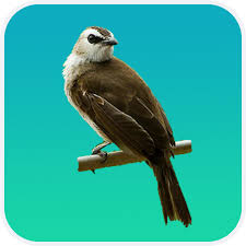 Burung trucukan yang sudah jadi biasanya akan sangat rajin berkicau pada pagi hari saat matahari mulai terbit. App Insights Master Kicau Trucukan Apptopia