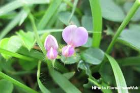 Image result for Grona adscendens