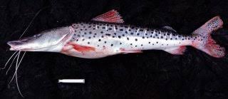 Image result for Pseudopod Ospermum