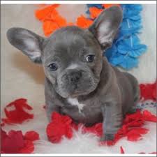 They''re originally descended from th english bulldog but are now a popular breed in their own right. French Bulldog Puppies Indiana Pets Lovers