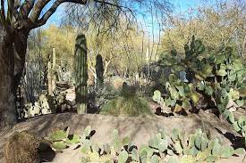 Ethel m botanical cactus garden is home to more than 300 species of cactus featuring more than 1 million christmas lights. Ethel M Botanical Cactus Garden Wikipedia