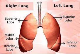 Maybe you would like to learn more about one of these? How Much Of Their Lungs Can A Person Live Without Quora