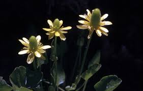 Image result for Ranunculus stagnalis