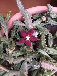 Image result for Piaranthus atrosanguineus