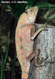 Image result for Dignathia gracilis