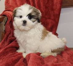 Our other services include grooming, training, and boarding. Jake Shih Tzu Puppy For Sale In New York Shih Tzu Puppy Puppies Kittens And Puppies