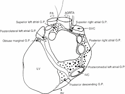 Check spelling or type a new query. Drawing Of A Posterior View Of The Human Heart And Major Vessels Download Scientific Diagram