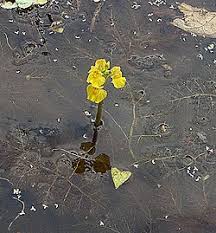 Image result for Utricularia formula