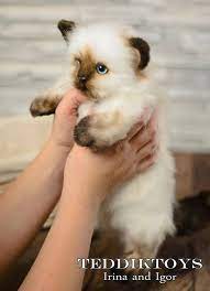 Pin On Kitten