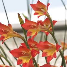 Image result for Gladiolus hollandii