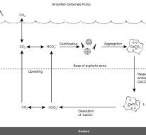 Biological Pump - an overview | ScienceDirect Topics