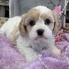 Buying/adopting cavachon puppies from breeders. Ireland Cavachon Puppy 643890 Puppyspot