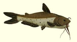 Plush Channel Catfish Stuffed Animal Channel Catfish Animals Catfish