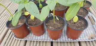 Try and get your cuttings in the morning, a few hours after watering and before the full sun has dehydrated them again. Why Are My Sunflower Seedlings Bottom Leaves Turning Yellow Bbc Gardeners World Magazine