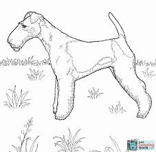 Check spelling or type a new query. Airedale Terrier Coloring Page Pets Lovers