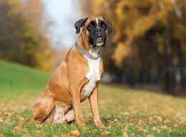 Sowie zwischen art und weise. Boxer Im Rasseportrait Im Hundemagazin Zooroyal Magazin