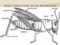 Sign up or sign in. Maycintadamayantixibb Figure 1 External Grasshopper Anatomy