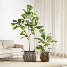 There is no common rule to shaping your plant—it's how you like it best. Artificial Fiddle Leaf Fig Trees Crate And Barrel