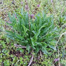 Image result for Diplotaxis tenuifolia