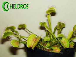 Check spelling or type a new query. Vft Dionaea B52 Gigantic Form