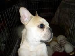 He was born on july three, two thoasand and eight. Ckc Registered French Bulldog Puppies For Sale In Duncan British Columbia Nice Pets Online