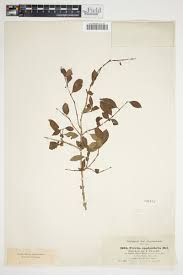 Image result for Feretia