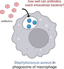 Image result for Intracellular Bacteria